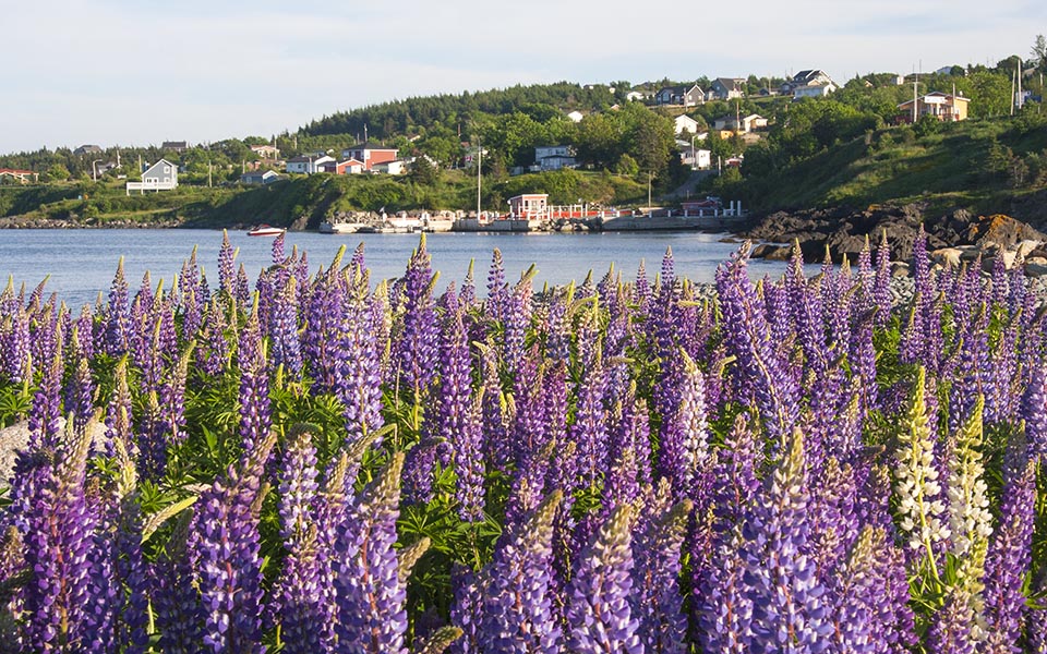 Lupins at Witless Bay